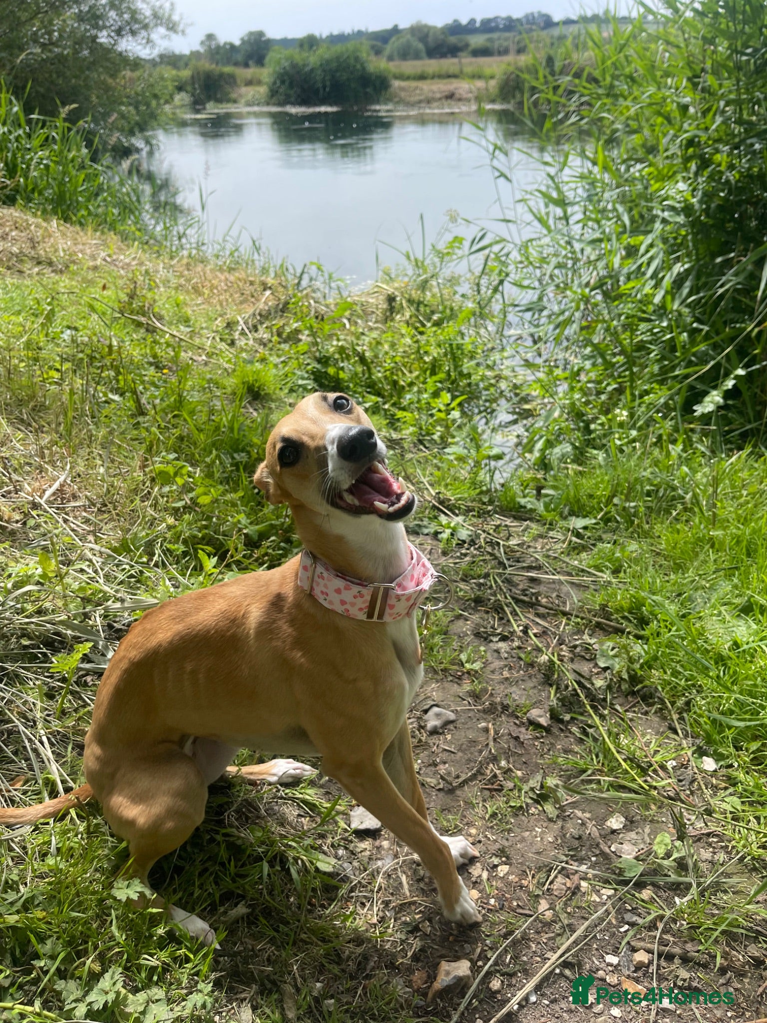 Whippet dogs 1y old whippet female for sale  - Advert 1