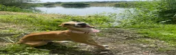 Whippet dogs for sale: 1y old whippet female for sale  - Advert 1