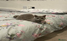 British Shorthair cats for sale: missy! grey british short hair. - Image 3