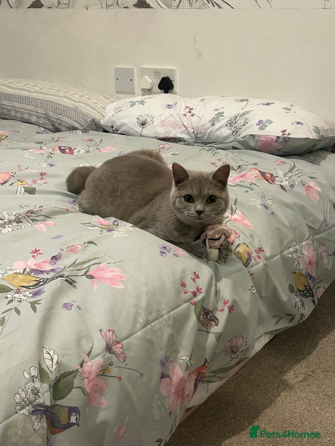 British Shorthair cats for sale: missy! grey british short hair. - Image 3