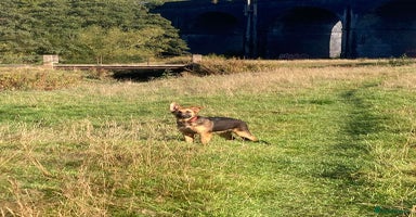 German Shepherd dogs - Advert 7