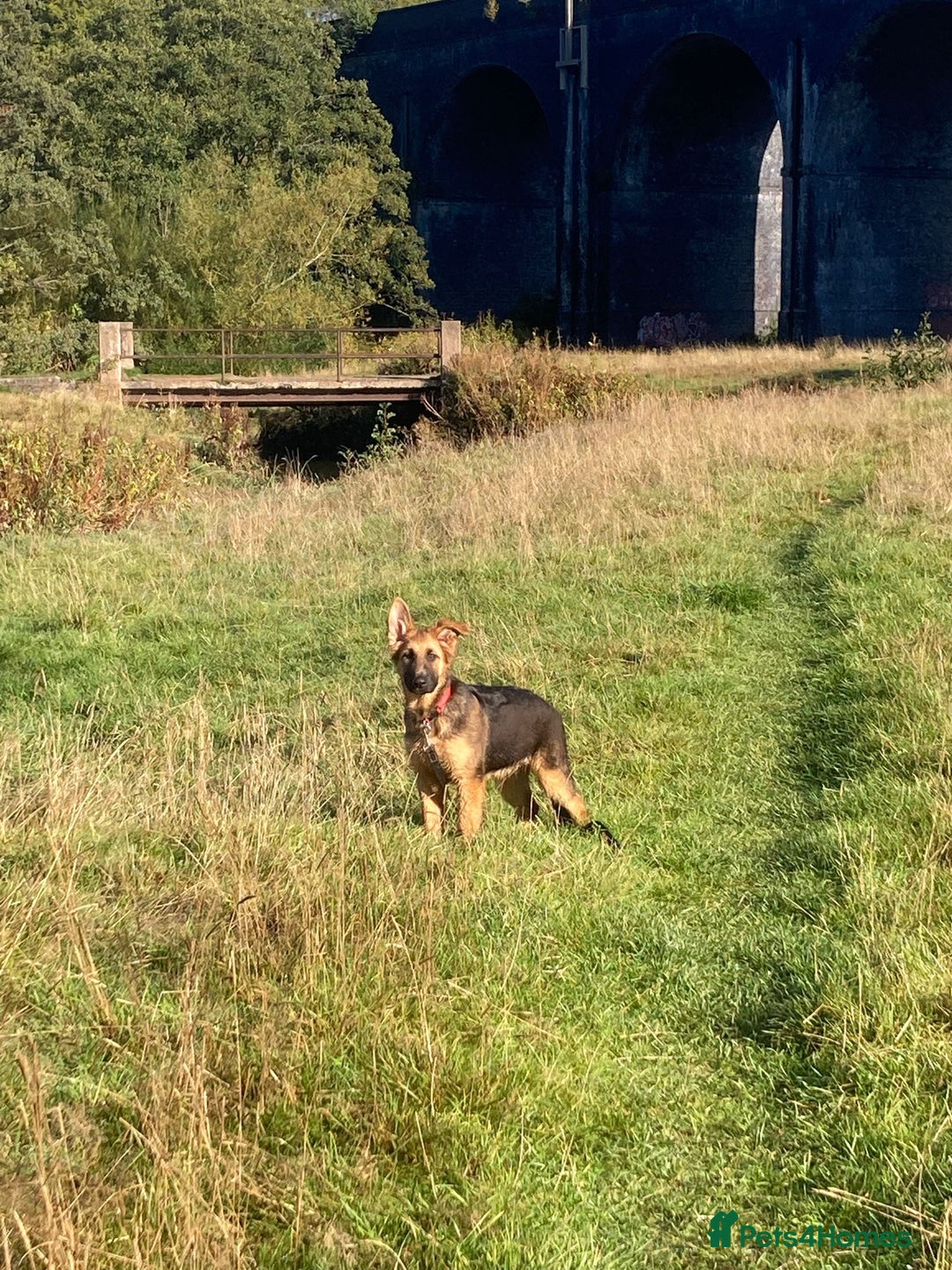 German Shepherd dogs for sale: Beautiful Hermaphrodite German Shepherd Puppy - Image 3