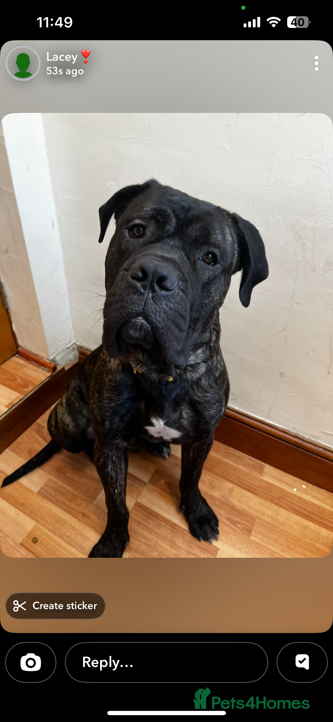 Mixed Breed dogs 21month old cane corso  - Advert 1