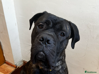 Mixed Breed dogs 21month old cane corso - Advert 8