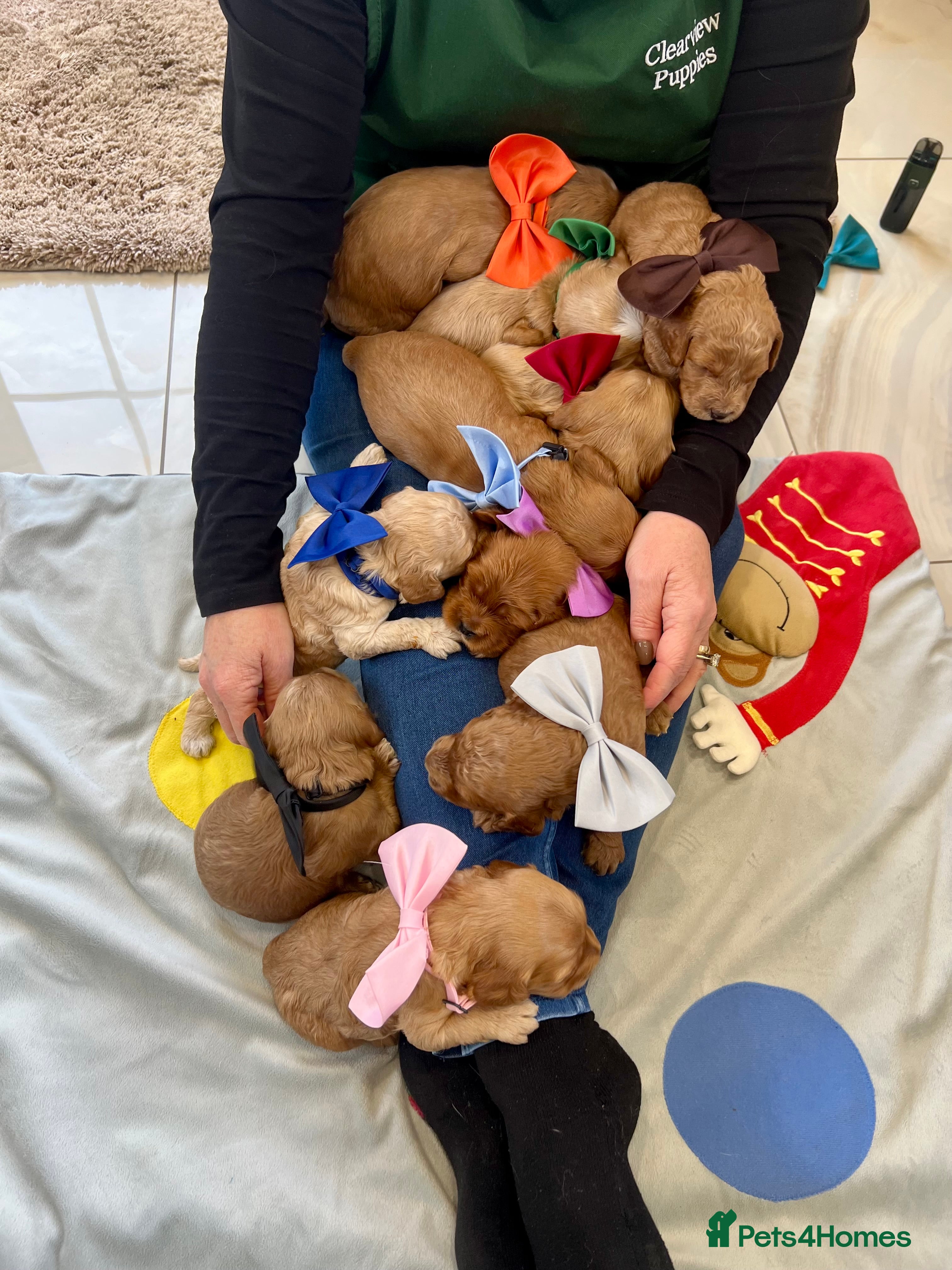 Cockapoo dogs ⭐️Fabulous show type Cockapoo Puppies⭐️ - Advert 2