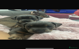 Mixed Breed dogs for sale: two blue & tan french weiners - Image 4