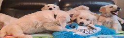 Golden Retriever dogs for sale: Beautiful Golden Retriever Puppies - Advert 8