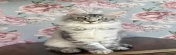 Maine Coon cats for sale: TICA Maine Coon Kittens - Advert 3