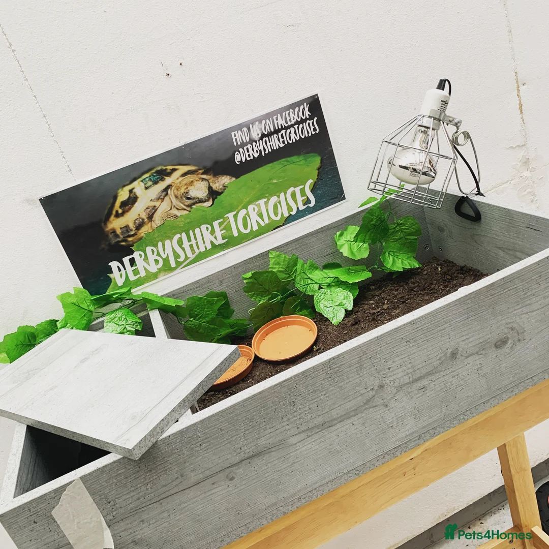 Tortoise reptiles for sale: Beautiful Baby Tortoises & Full Set Ups - Advert 8