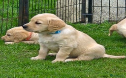 Golden Retriever dogs for sale: KC GOLDEN RETRIEVER PUPPIES  - Image 16