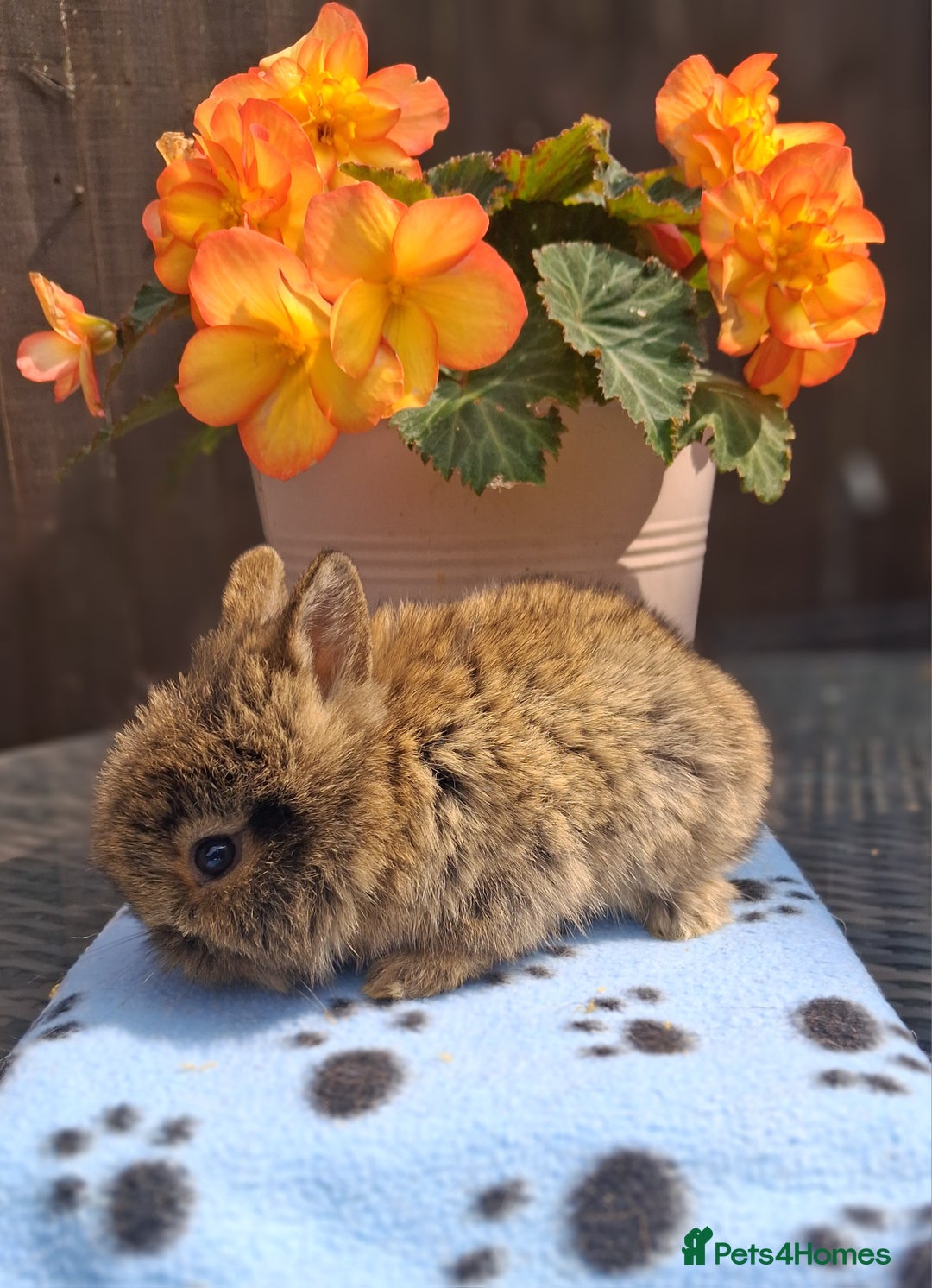 Mixed Breed rabbits for sale: Beautiful baby rabbits for sale - Image 5