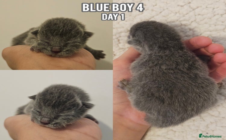 British Shorthair cats - Advert 1