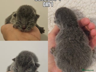 British Shorthair cats - Advert 34