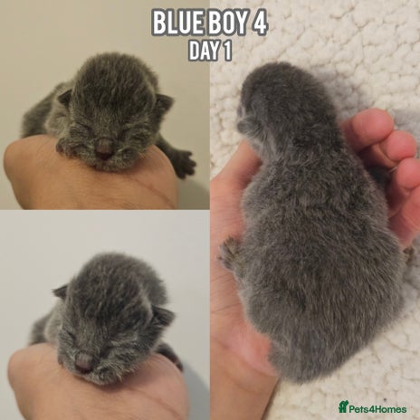 British Shorthair cats - Advert 1