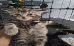 Ragdoll cats for sale: Kittens for sale - Image 3