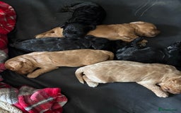 Cockapoo dogs for sale: Cockapoo puppies F1B - Image 21