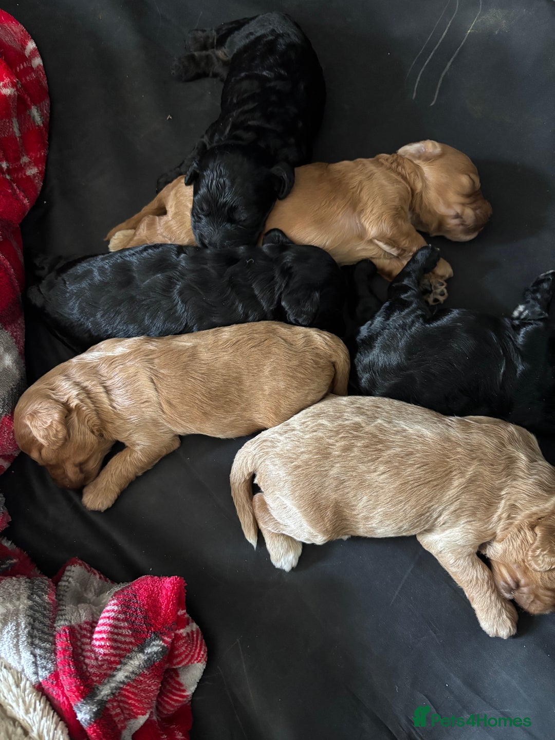 Cockapoo dogs for sale: Cockapoo puppies F1B - Image 21