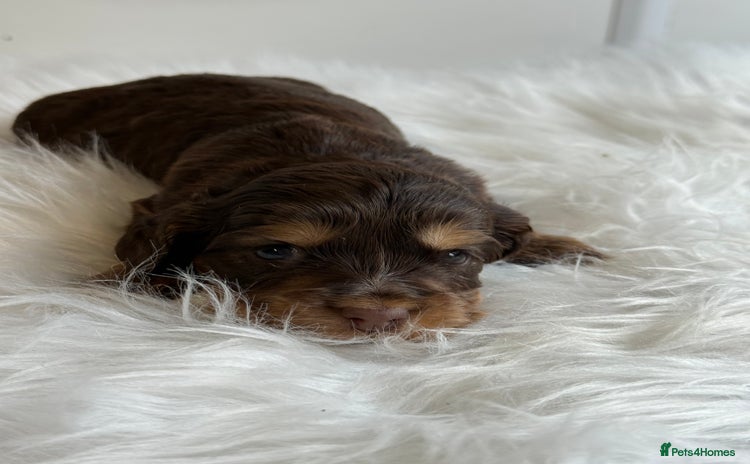 Cocker Spaniel dogs - Advert 1