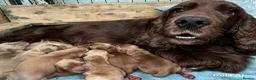 Cocker Spaniel dogs for sale: Gorgeous KC Show Cocker Babies  - Advert 32