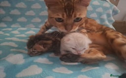 Bengal cats for sale: STUNNING PEDIGREE BENGAL KITTENS  - Image 10
