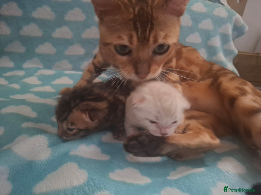 Bengal cats for sale: STUNNING PEDIGREE BENGAL KITTENS  - Image 10