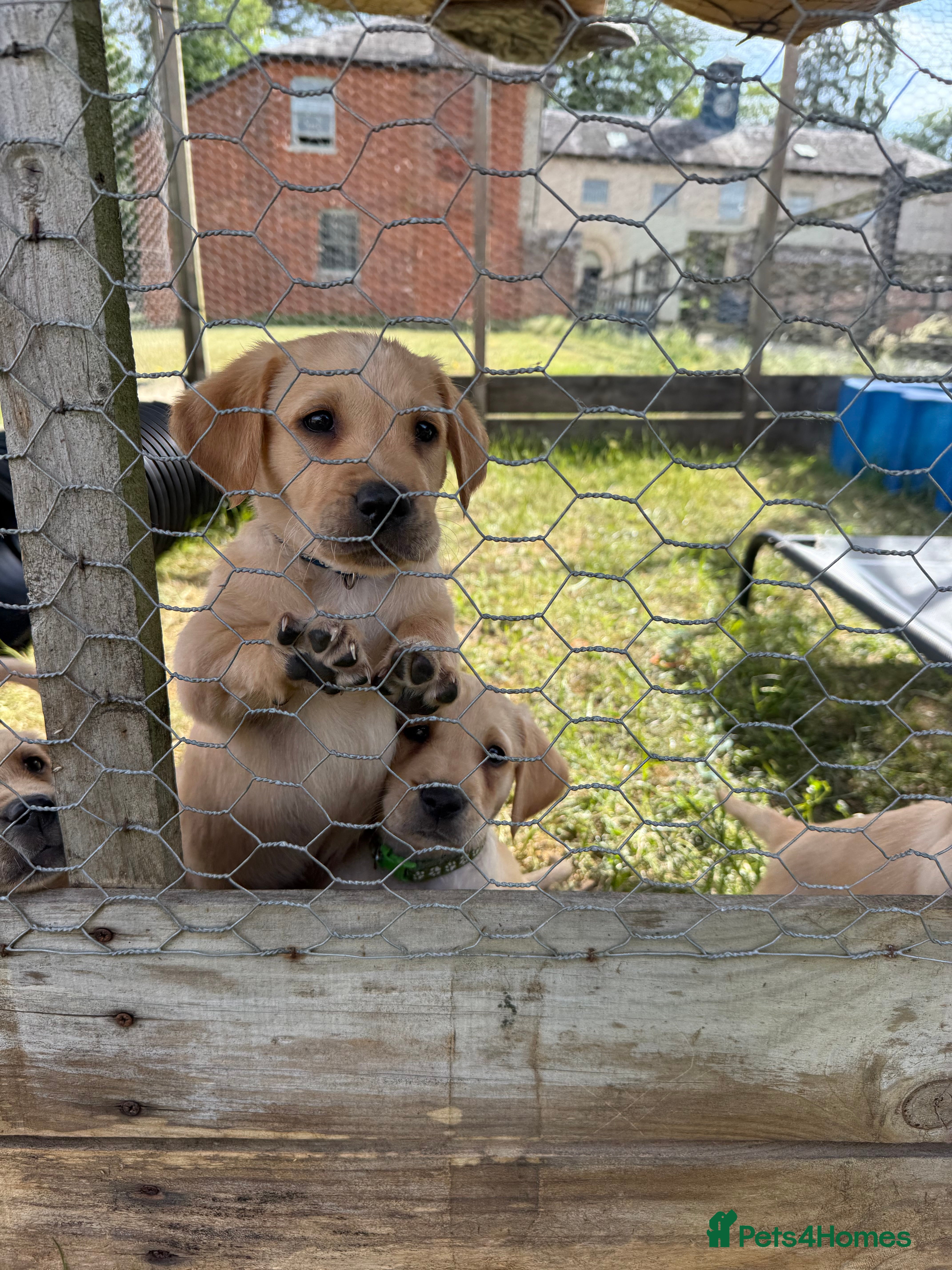 Goldador dogs 🐾 Last boys GOLDADOR - biddable working lineage  - Advert 2
