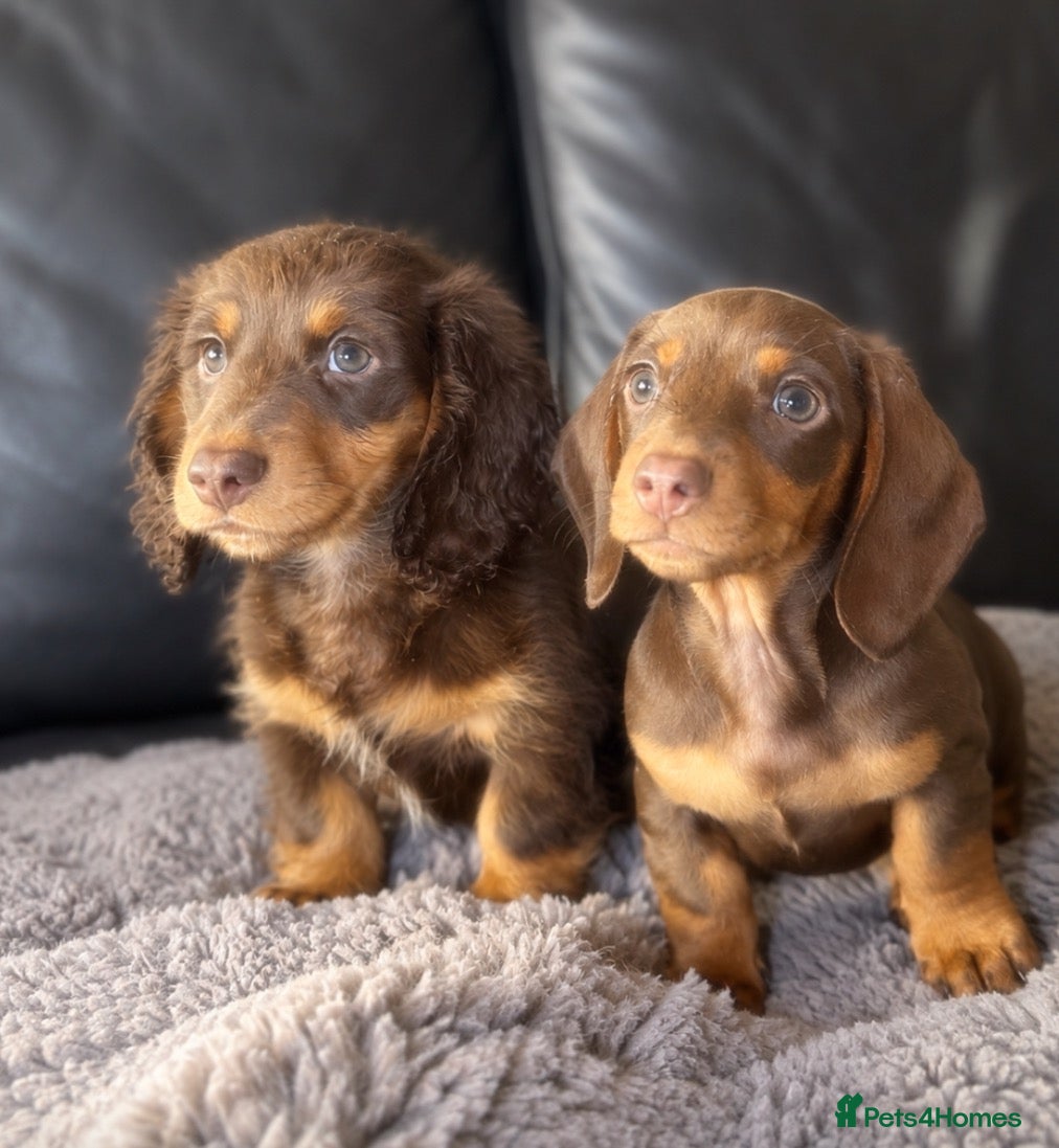 Miniature Dachshund dogs Miniature dachshunds  - Advert 9