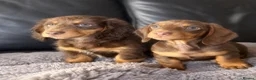 Miniature Dachshund dogs for sale: Miniature dachshunds  - Advert 4