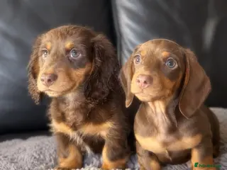 Miniature Dachshund dogs Miniature dachshunds - Advert 1
