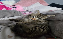 Mixed Breed cats for sale: 5 Kittens for sale - Image 27