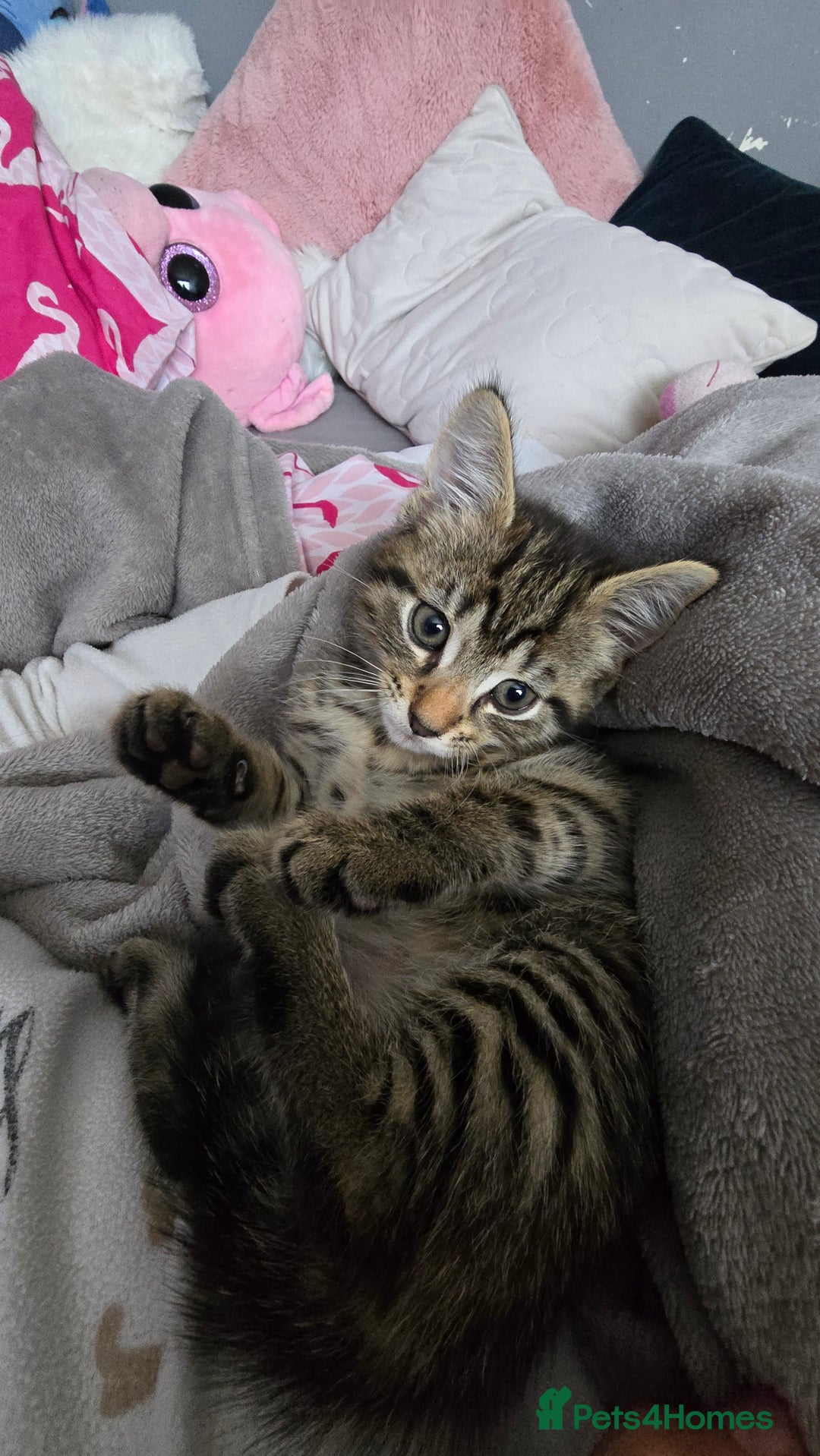 Mixed Breed cats for sale: 5 Kittens for sale - Image 27