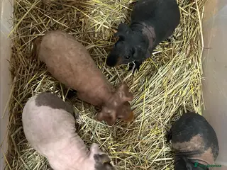 Guinea Pig rodents Skinny Pig Boars. - Advert 4