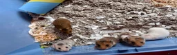 Hamster rodents for sale: Baby Syrian Hamsters in Sunbury-on-Thames - Advert 4