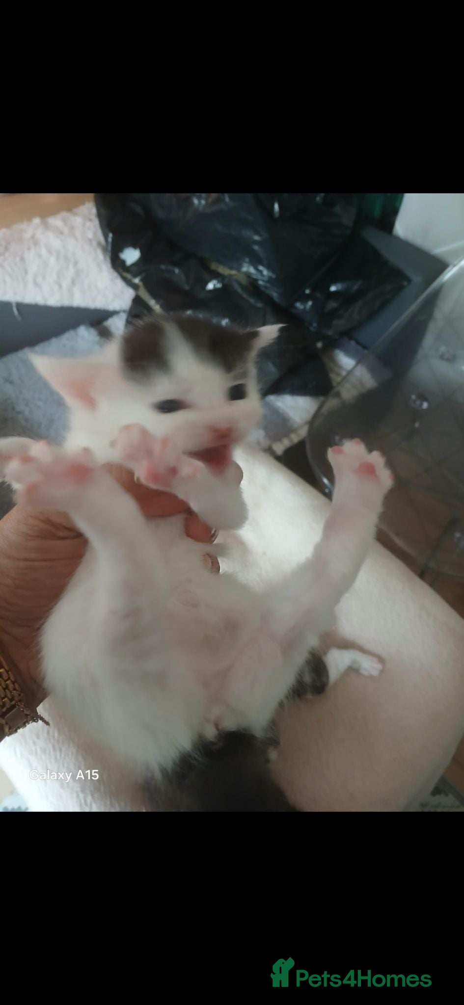 British Shorthair cats Lovely mixed bengal kitten three females - Advert 1