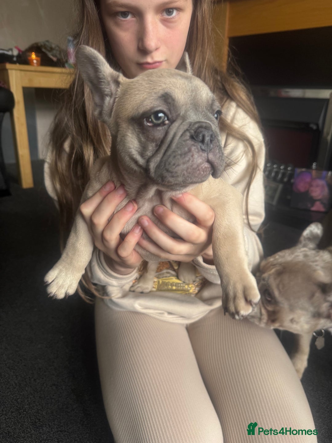 French Bulldog dogs for sale: French bulldog puppies - Image 9