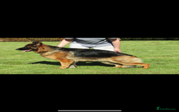 German Shepherd dogs for sale: *Quality GSD puppies for sale - Image 10