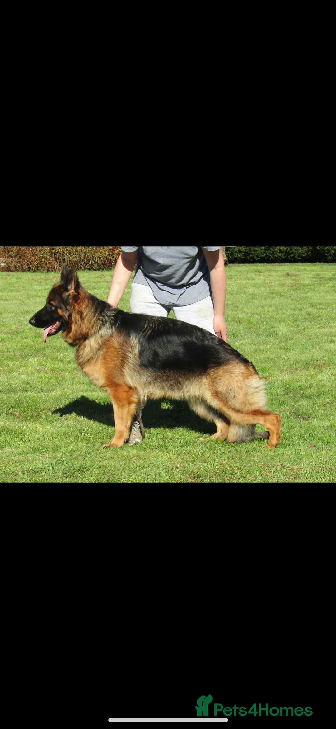 German Shepherd dogs for sale: *Quality GSD puppies for sale - Image 10
