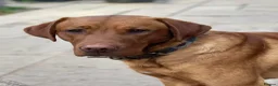 Labrador Retriever dogs for sale: Beautiful Cream KC Labrador Puppies - Advert 12