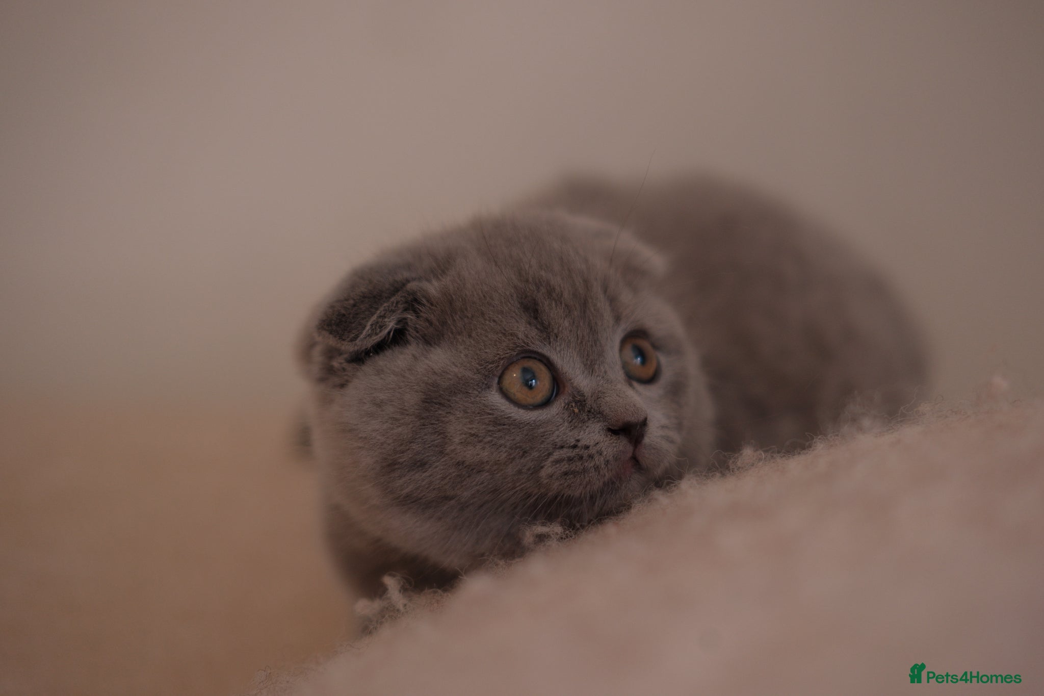 Scottish Fold cats 1 left!🐾Stunning Scottish Fold & Straight Kittens - Advert 2