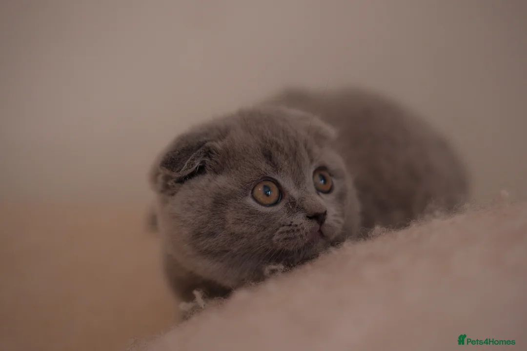Scottish Fold cats for sale: Stunning Scottish Fold & Straight Kittens! 🐾 - Advert 2