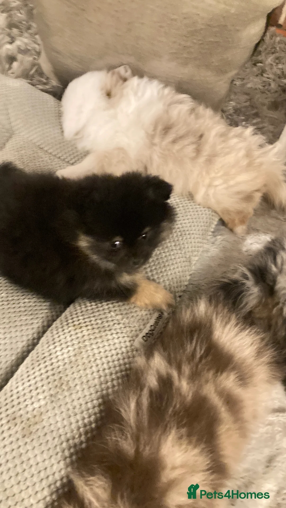 Pomeranian dogs for sale: Stunning litter of 6 Pomeranian Pups - Advert 16