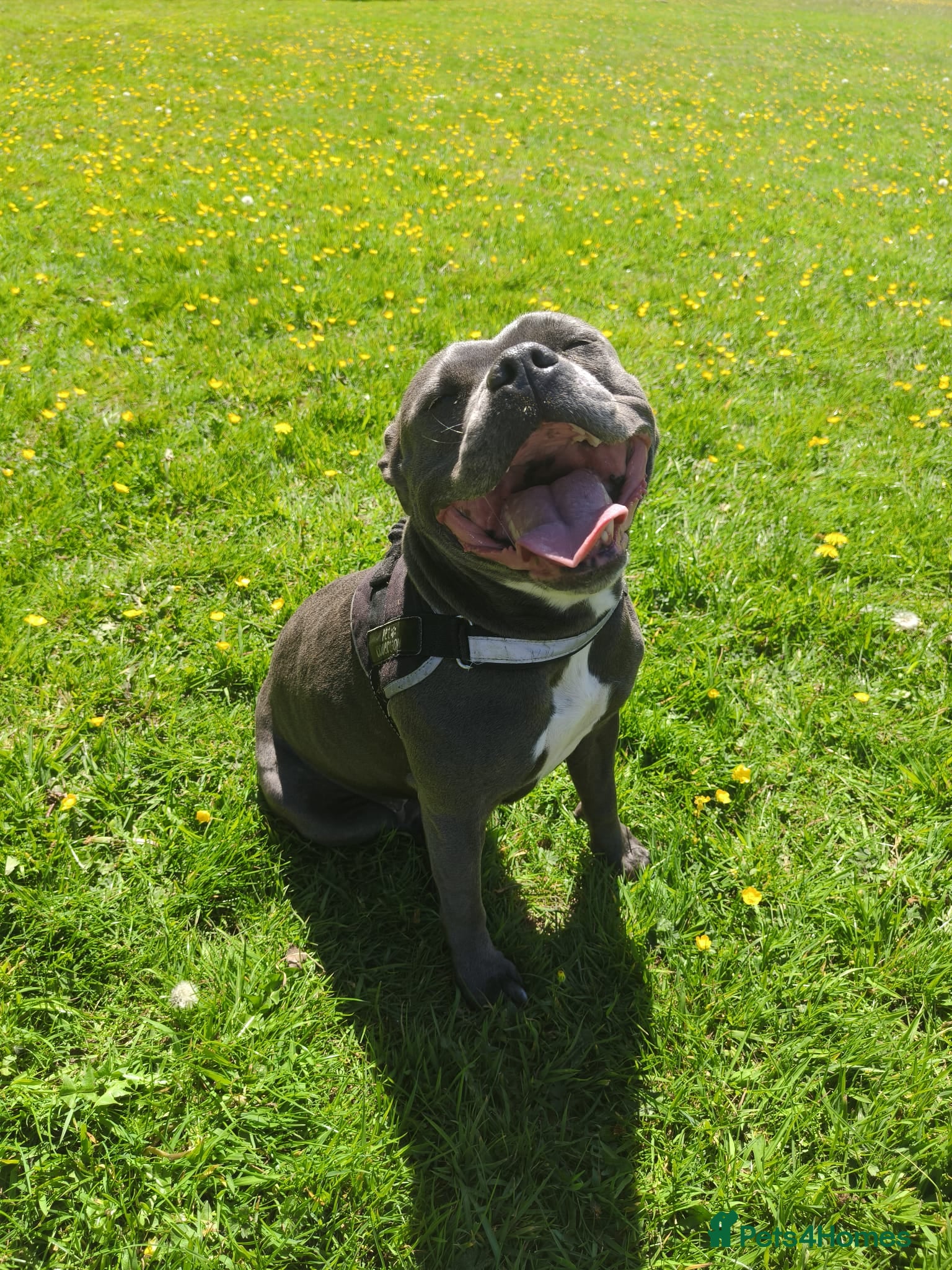 Staffordshire Bull Terrier dogs Blue Staffordshire bull terrier puppies 🐶🐕🐾 - Advert 5