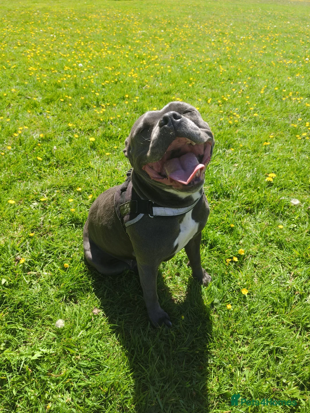 Staffordshire Bull Terrier dogs for sale: Blue Staffordshire bull terrier puppies 🐶🐕🐾 - Advert 1