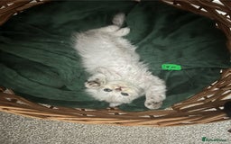 Mixed Breed cats for sale: Scottish fold kittens - Image 3