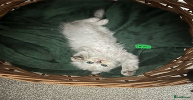 Mixed Breed cats - Advert 8