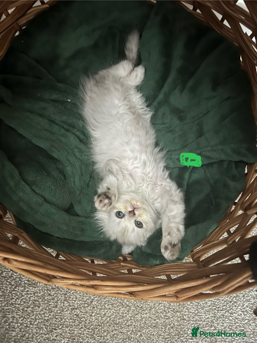 Mixed Breed cats for sale: Scottish fold kittens - Image 3