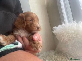 Cavapoo dogs - Advert 6