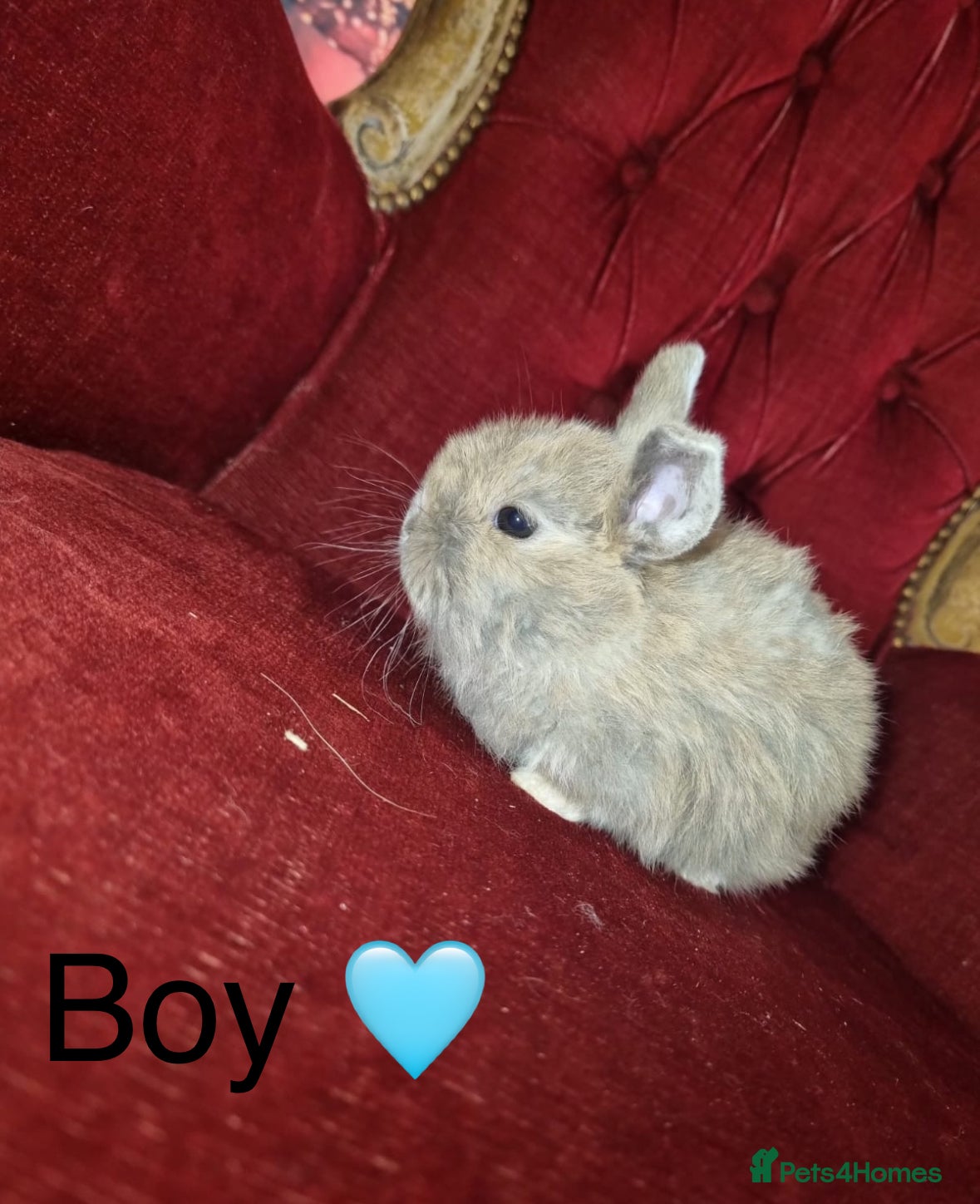 Mini Lop rabbits Full bred Mini lop babies  - Advert 17