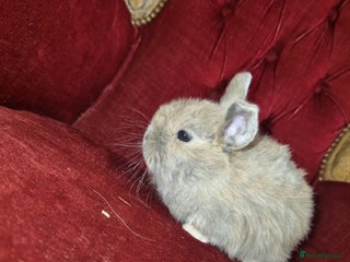 Mini Lop rabbits Full bred Mini lop babies - Advert 17