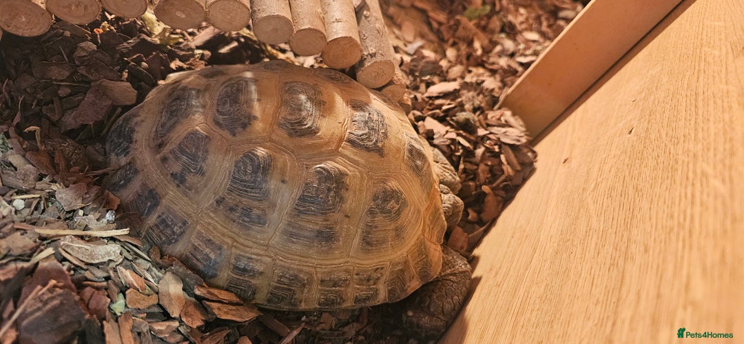 Tortoise reptiles for sale: 4YO (f) hermann & 3YO (f) spur tighed tortoise  - Image 5